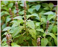 Coleus Forskohlii