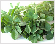 fenugreek extracts